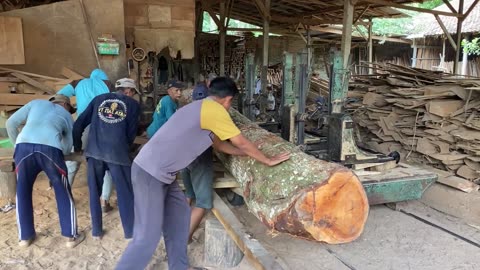 The mother tree is in a sawmill for fiber. Very good texture in a large factory