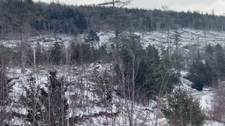 Clear Cut Area Along 101 Highway