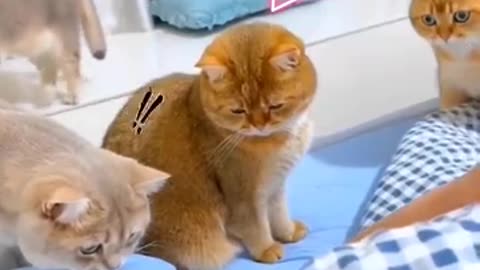 Funny cats watching man snoring
