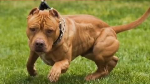 5 American Bully MUSCLE Training Exercises That Will Get Your Dog SUPER MUSCULAR