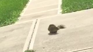 Stupid squirrel in drive way chasing its own tail