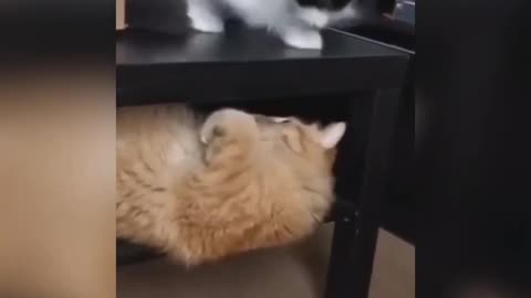 Cats and dogs funny clip😆🥺