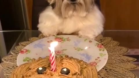 It's my birthday 🎂 #Shorts Funny dog video