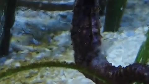 Amazing Seahorse in Ocean