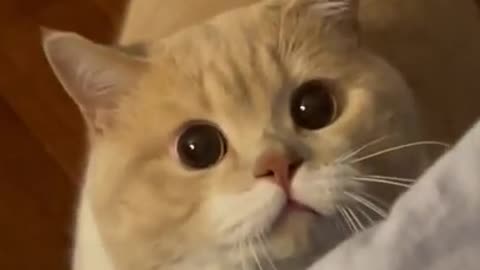 Cute Cat Eye | Funny and Cute video