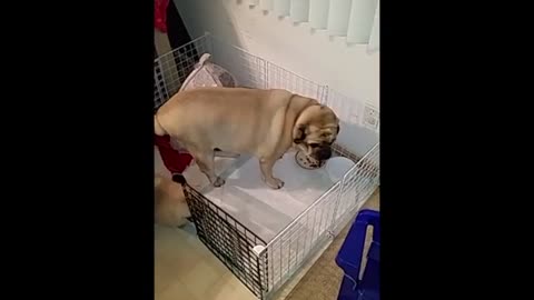 Giant Pug teaches Baby Pomeranian about Dog Life.