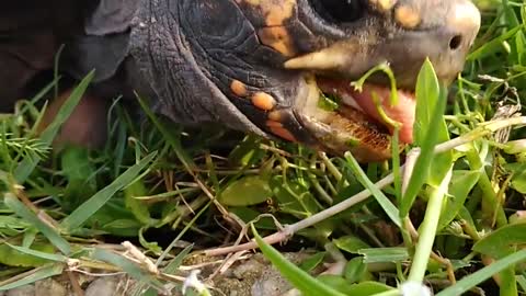 Tortoise eating in the pasture 5 beautiful tortoise tortoise and turtle