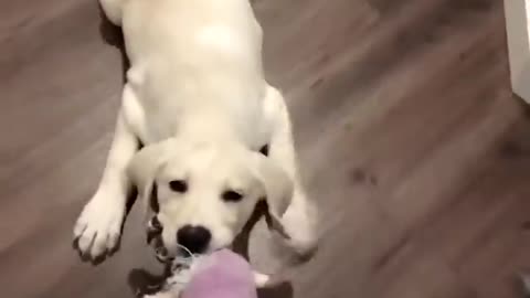 Funniest & Cutest Labrador