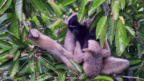 Hooded gibbon