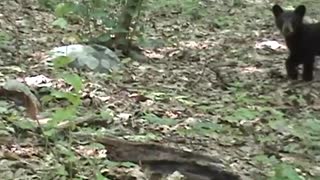 Black Bear Cub Playtime