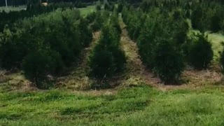 Sunset at our evergreen tree farm near Doylestown pa