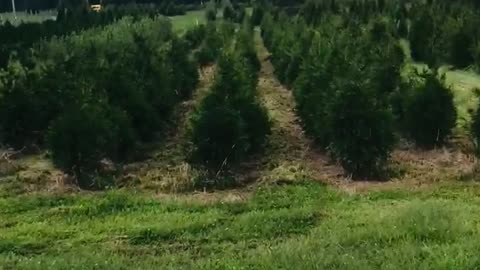 Sunset at our evergreen tree farm near Doylestown pa