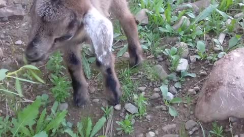 cute small goat