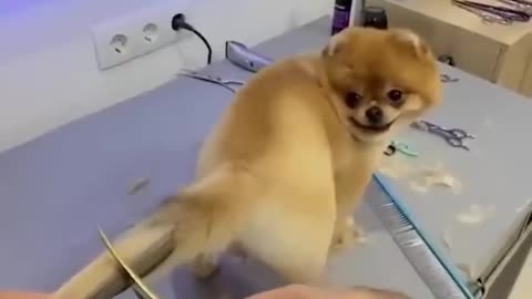 pampered doggie