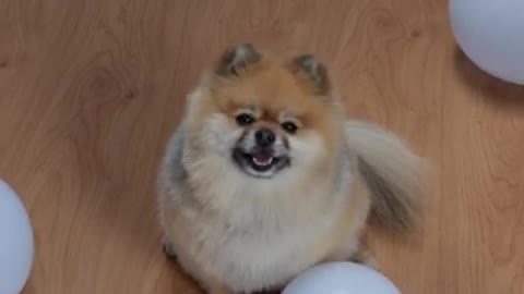 Video of a Pomeranian Dog