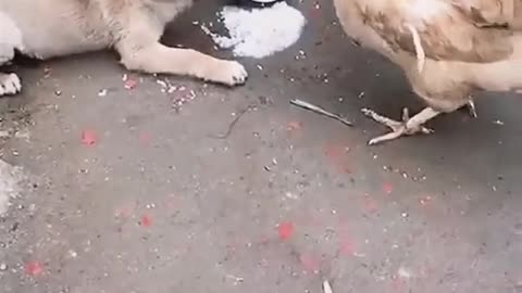 Dog for chicken fight