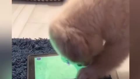 Puppy plays favorite game on owner’s iPad