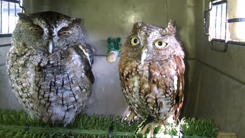 Blinking Screech Owls