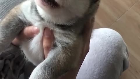 cute husky