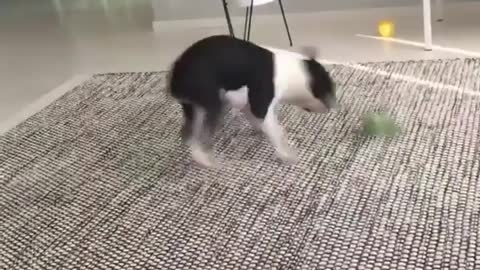 Energetic Boston Terrier Dog Goes Crazy with Dog Toy Playtime