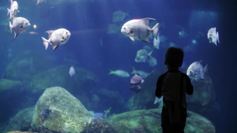 CHILD IN FRONT OF AQUARIUM