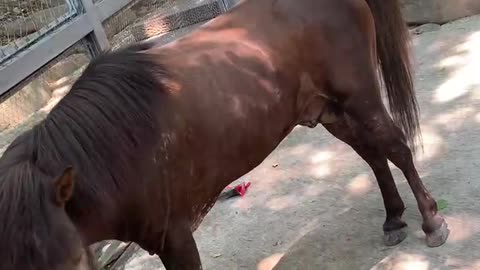 A horse without strength+