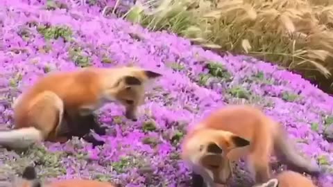 Red Foxes Are playing #shorts #shortvideo #video #virals #videoviral