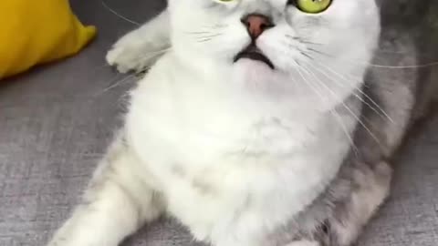 NEW CAT AMAZING VIDEO