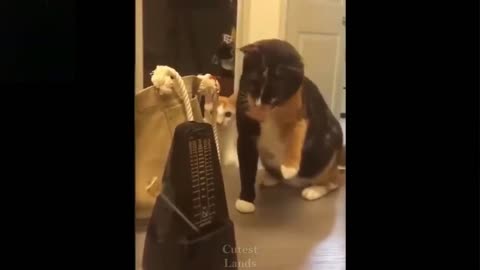 Funny cat