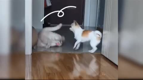 Cat play with Best Friend