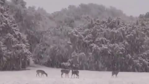 Herd of Deer frolicking in snow is an instant mood lifter