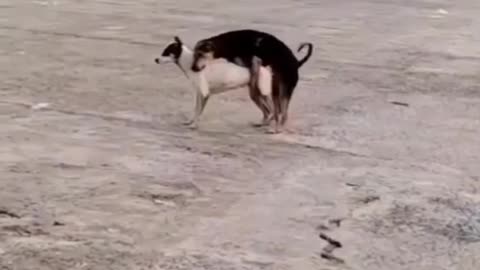 Animals funny video dogs 🤣🤣🤣🤣🤣🤣🤣 waha bete moj kar di