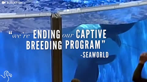 SeaWorld Will Never Breed Orcas Again