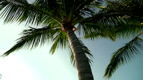 Palm tree