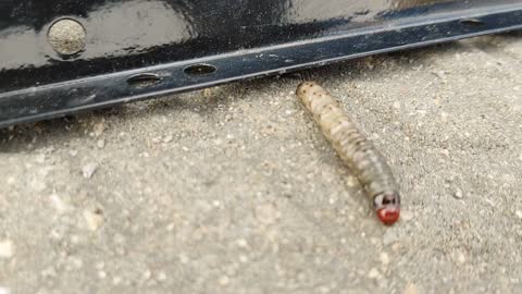 Cute and Adorable Larva of Ladybird beetle