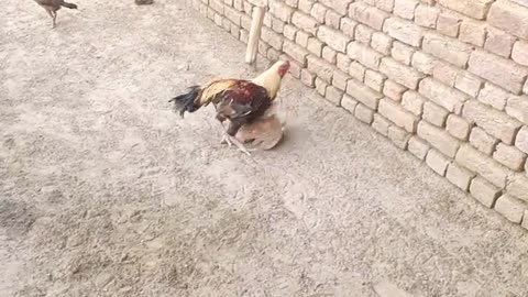 Rooster And Chicken VS Tiny Grey Francolin - Funny Video