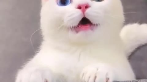 Adorable white kitten