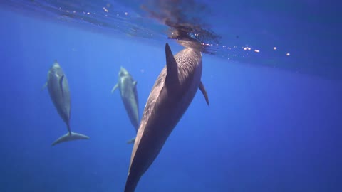 Video of Dolphin of swimming