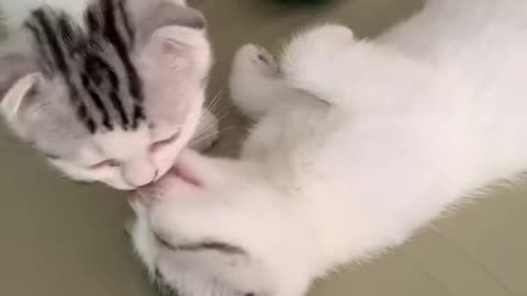 How to make cats kiss..Lifehack..