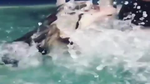 A dog falling into the water