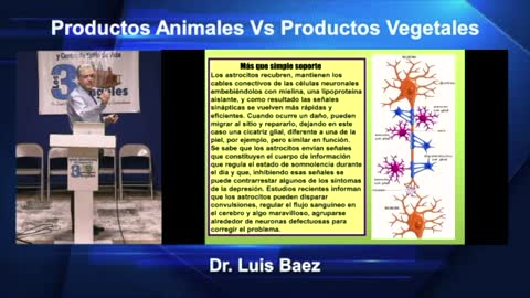 PRODUCTOS ANIMALES VERSUS PRODUCTOS VEGETALES