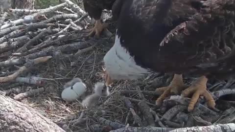 Rare footage of bald eagle eggs hatching