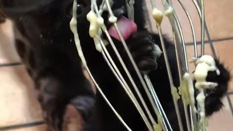 Black Bengal Kitten Clings to Whisk for Yummy Batter