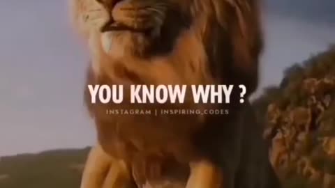 WHY ARE LIONS KING OF THE JUNGLE ?
