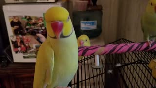 Indian ringneck parakeet says hello for the camera