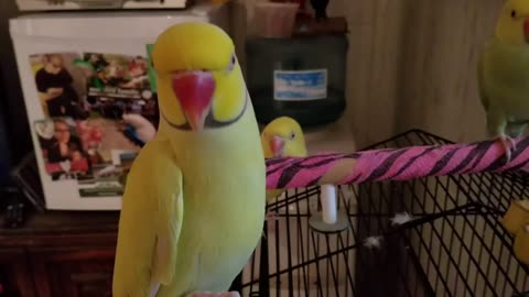 Indian ringneck parakeet says hello for the camera