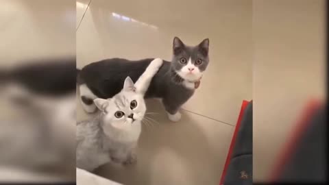 Cute Cats Funny Video