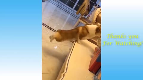 Cute Pets and funny animal compilation - Entertainment