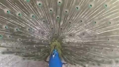 A beautiful peacock 1