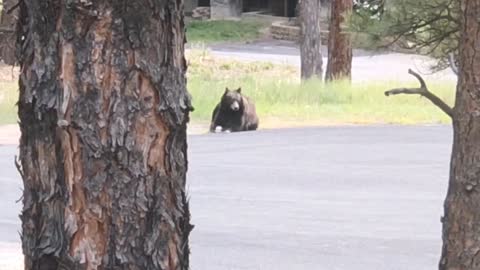 Bear Dinner Time